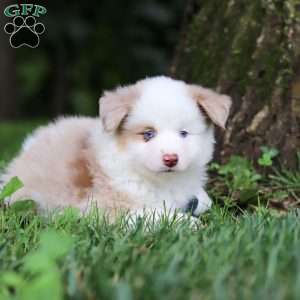 Frisky, Miniature Australian Shepherd Puppy